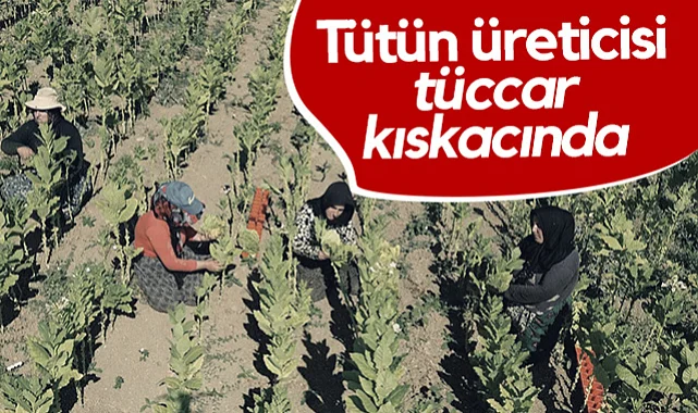 Bafra'da Tütün Üreticisi Tüccar Kıskacında