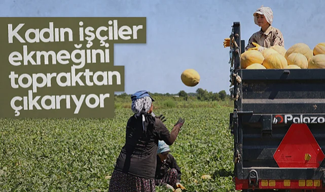Bafra Ovası'nda Alın Teri: Kadın İşçiler Ekmeğini Topraktan Çıkarıyor