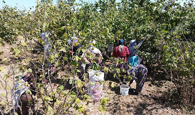 Bafra Ovası’nda Fındık Hasadı Sürüyor: Verim Düşük, Maliyet Yüksek