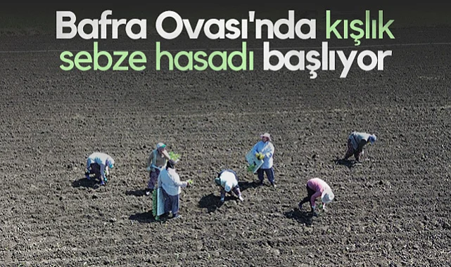 Bafra Ovası'nda Kışlık Sebze Hasadı Başlıyor