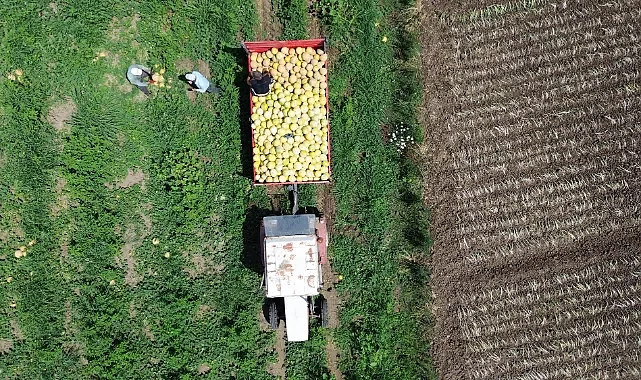 Bafra Ovası'nda Süheyla Kavunu Tezgâhlarda Yerini Aldı