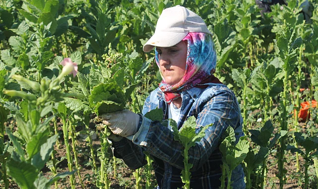 Bafra Ovası'nda Tütün Hasadı Sürüyor: Üretici Destek Bekliyor