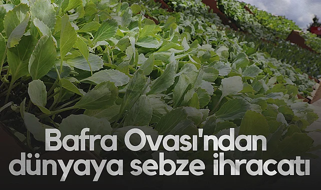 Bafra Ovası'ndan Dünyaya Sebze İhracatı