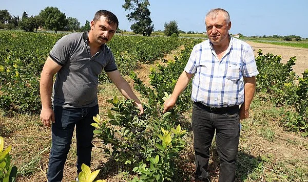 Bafra Ovası'nın Yeni Gözdesi: Aronya