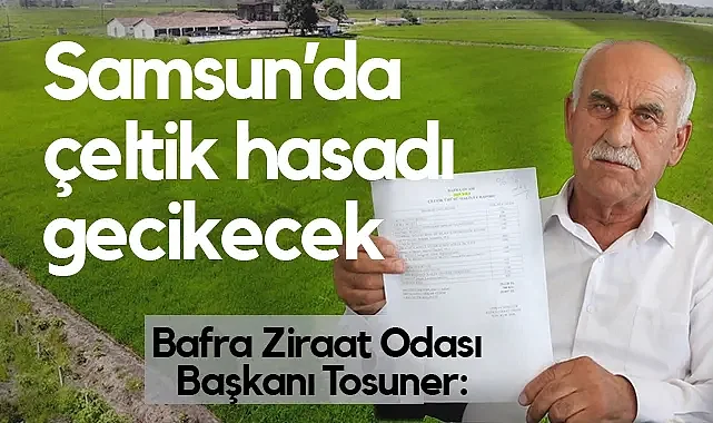 Bafra Ziraat Odası Başkanı Tosuner: Samsun'da Çeltik Hasadı 15-20 Gün Gecikecek