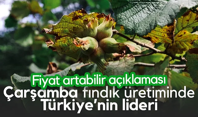 Çarşamba, Fındık Üretiminde Türkiye Birincisi Oldu! Fiyat Artabilir Açıklaması...