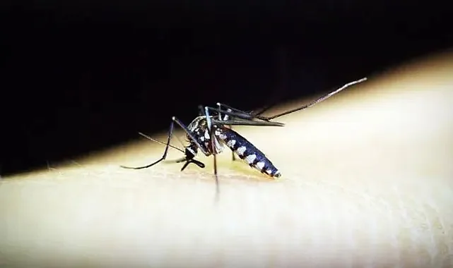 Çin’de 7 Bini Aşkın Vaka! Chikungunya Virüsü İçin DSÖ’den Küresel Salgın Uyarısı