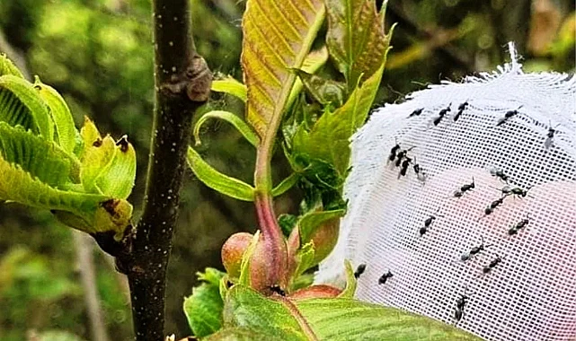 Katil Gal Arısına Karşı Biyolojik Savaş Başladı