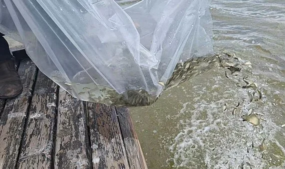 Kızılırmak Deltası'na 6 Bin Sazan Balığı Salındı