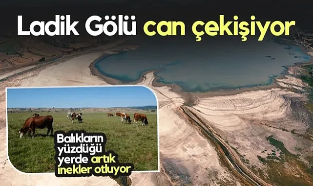 Ladik Gölü Can Çekişiyor! Balıkların Yüzdüğü Yerde Artık İnekler Otluyor...