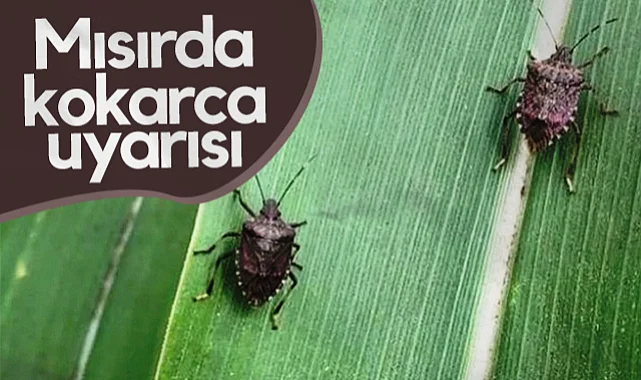 Mısır Üreticilerine Kahverengi Kokarca Uyarısı: Tarlalarınızı Kontrol Edin