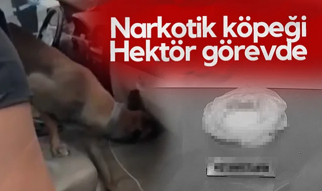 Narkotik Köpeği Hektör Görevde! Samsun'da Uyuşturucu Operasyonu...