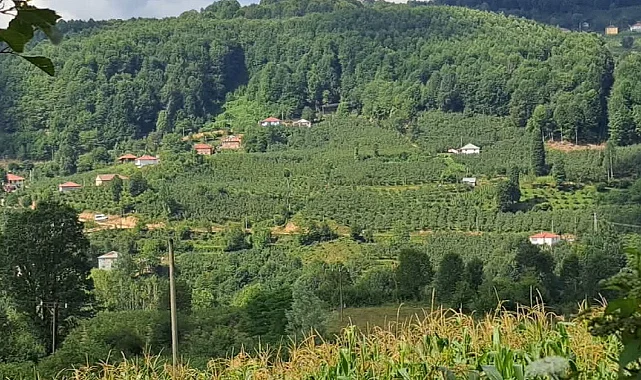 Ordu’da İnternet Kabloları ve Direkleri Çalındı