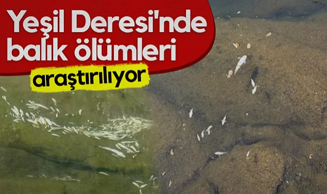 Salıpazarı'nda Yeşil Deresi'nde Balık Ölümleri Görüldü