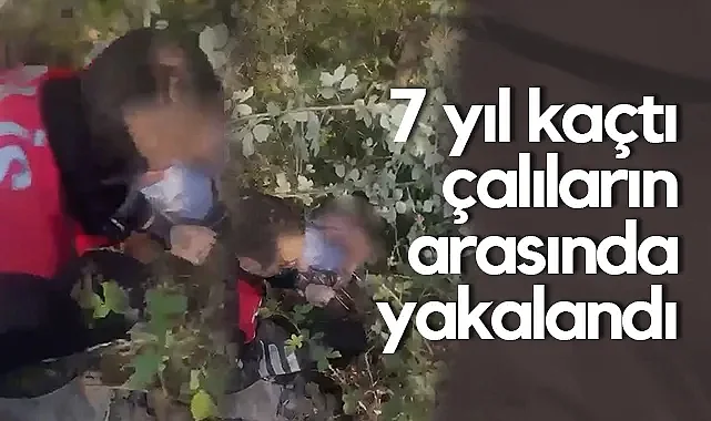 Samsun'da 7 Yıl Hapis Cezasıyla Aranan Firari Çalılar Arasında Yakalandı