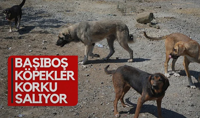 Samsun'da Başıboş Köpek Sorunu Korku Salıyor: Halk Tedirgin