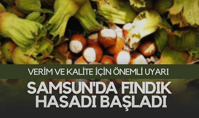 Samsun'da Fındık Hasadı Başladı, Verim ve Kalite İçin Önemli Uyarı