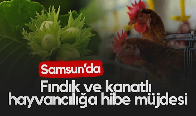 Samsun'da Fındık ve Kanatlı Hayvancılığa Hibe Desteği