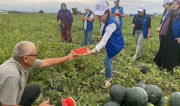 Samsun'da Gönüllü Gençler Karpuz Tarlasında
