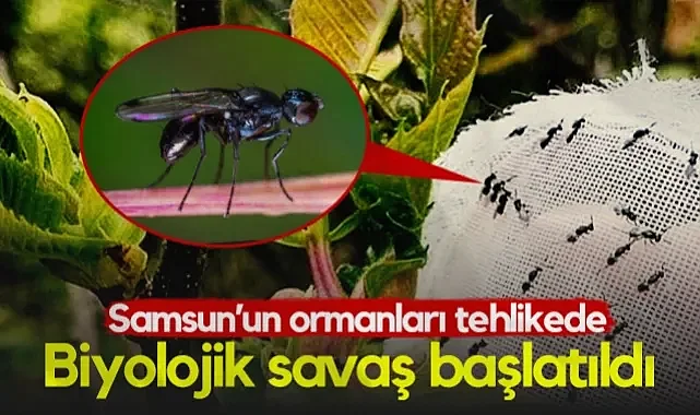 Samsun'un Ormanları Tehlikede! Biyolojik Savaş Başlatıldı...