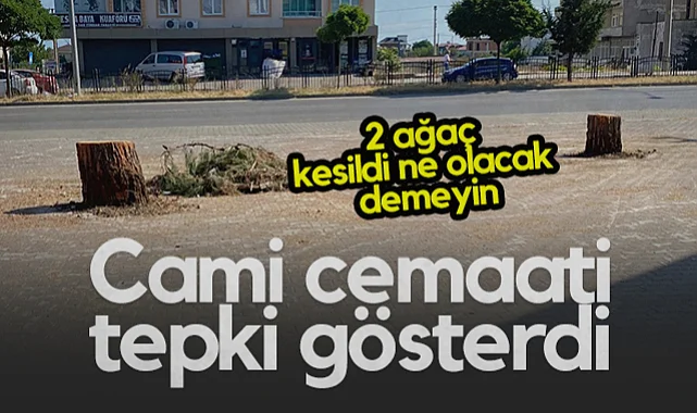 Samsun Yalı Cami Önündeki Ağaçlar Tente İçin Kesildi: Cemaat Duruma Tepkili
