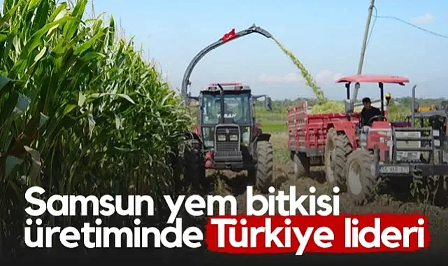 Samsun Yem Bitkisi Üretiminde Türkiye Lideri