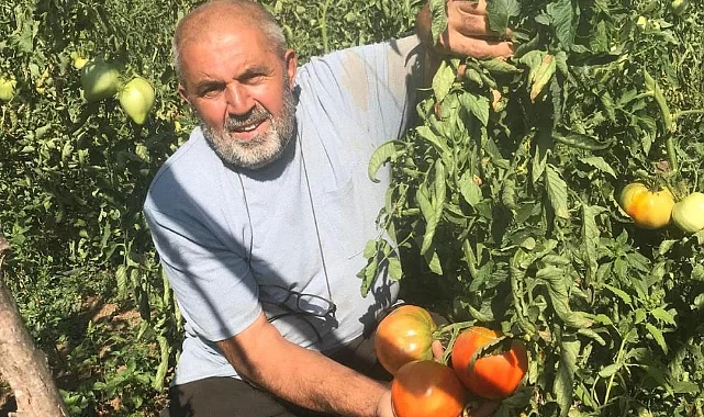 Samsunlu Emekli, Ata Tohumlarından Doğal Domates Üretiyor