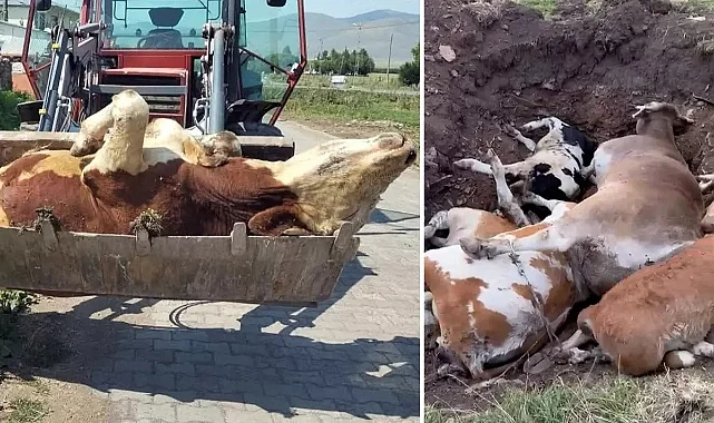 Şap Salgını Yıkım Getirdi: 10 Binden Fazla Hayvan Telef Oldu