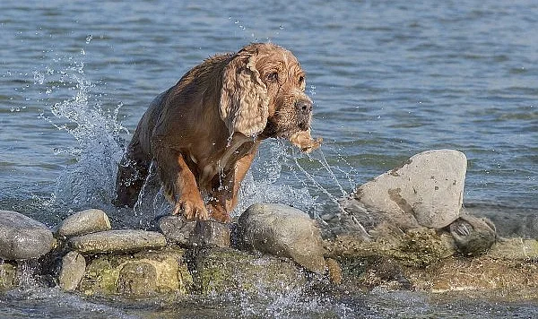 Sıcak Havalarda Kedi Ve Köpekler Nasıl Serinletilmeli?