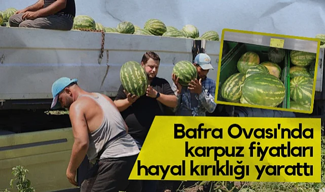 Tarlada 2 TL, Markette 8,5 TL: Bafra'da Karpuz Üreticisinin Yüzü Gülmedi