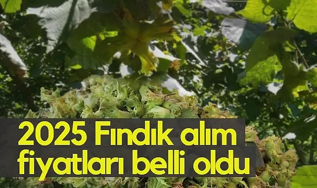 TMO Açıkladı: 2025/26 Dönemi Fındık Alım Fiyatları Belli Oldu