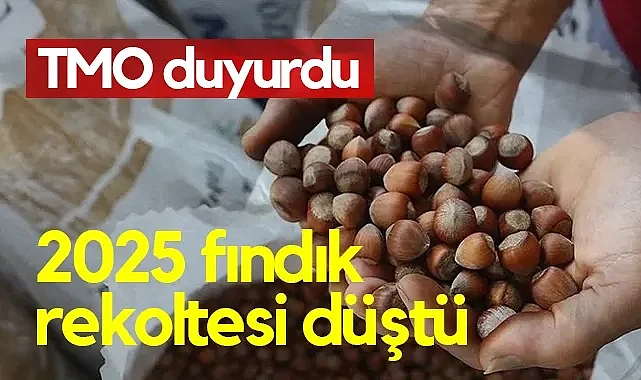 TMO Duyurdu: 2025 Fındık Rekoltesi Belli Oldu