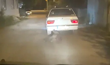 Yaban Domuzunu Otomobilin Arkasına Bağlayıp Sürüklediler