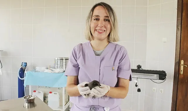 Yaralı Ak Karınlı Ebabil Samsun Kızılırmak Deltası’nda Tedavi Altında