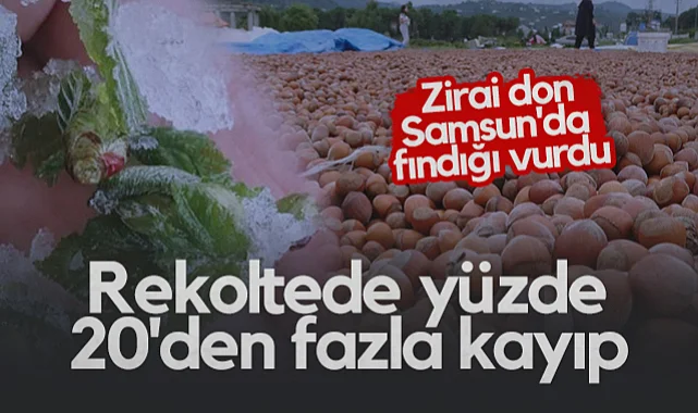 Zirai Don Samsun'da Fındık Rekoltesini Düşürdü: 400 Bin Dekar Alan Etkilendi