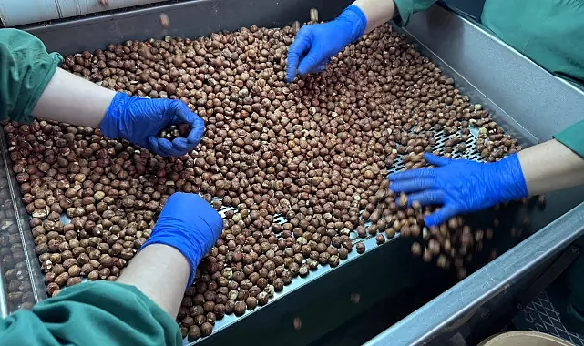 124 Ülkeye Fındık Satıldı: Türkiye 2,5 Milyar Dolar Kazandı