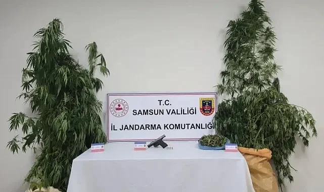 19 Mayıs İlçesinde Kenevir Operasyonu: 2 Kişi Yakalandı