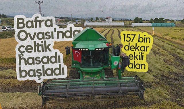 Bafra Ovası'nda Çeltik Hasadı Başladı: 157 Bin Dekar Ekili Alan