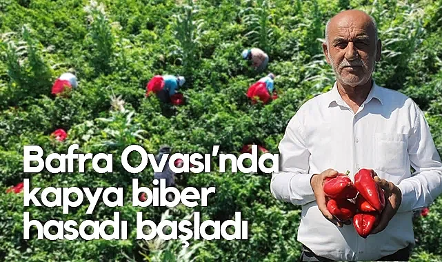 Bafra Ovası'nda Kapya Biber Hasadı Başladı: İhracat Aralık Ayına Kadar Sürecek
