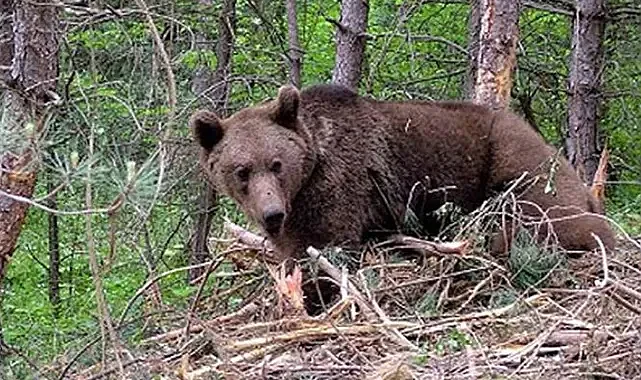 Bolu’da Ayı Dehşeti: Talihsiz Adamın Parmağı Koptu