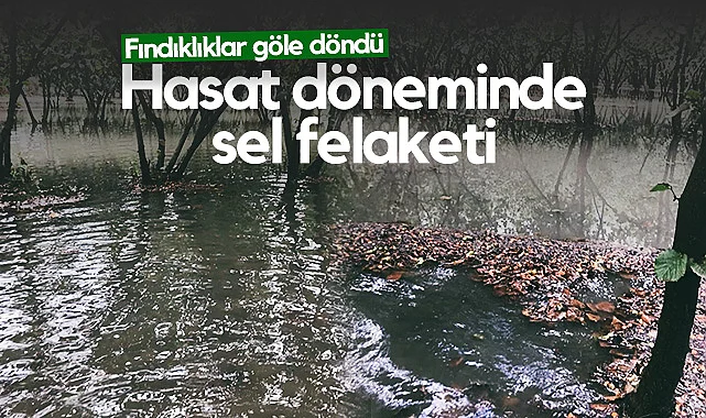 Çarşamba'da Fındık Bahçeleri Sular Altında Kaldı