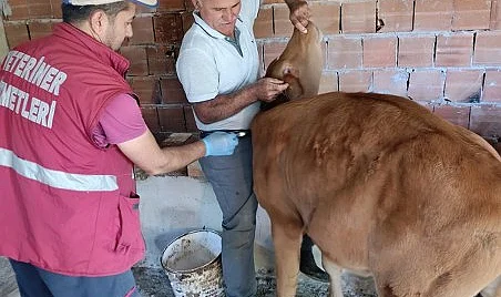 Çarşamba'da Tarım ve Hayvancılıkta Kapsamlı Mücadele Başladı