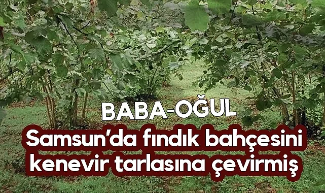 Fındık Bahçesi Uyuşturucu Serasına Dönüştü, Baba Oğul Cezaevine Gönderildi