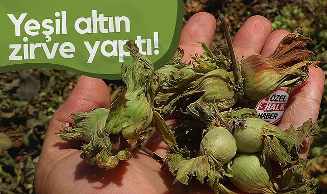 Fındık Zirve Yaptı! Samsun'da Ziraat Odaları Başkanları'ndan Kritik Açıklamalar...