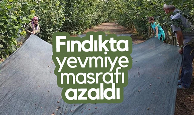 Fındıkta Yevmiye Masrafı Azaldı