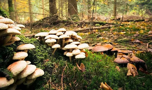 Giresun’da Mantar Zehirlenmesi: 4 Kişi Hastaneye Kaldırıldı