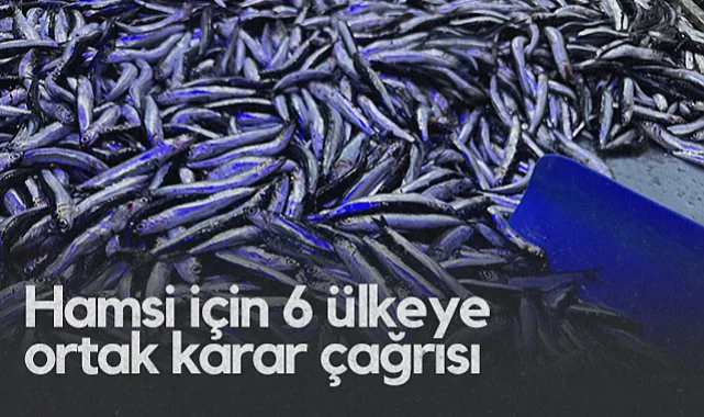 Hamsi İçin 6 Ülkeye Ortak Karar Çağrısı