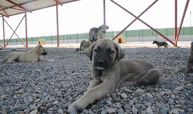 Hayvan Bakımevi ve Doğal Yaşam Alanı Yaptırılacaktır	