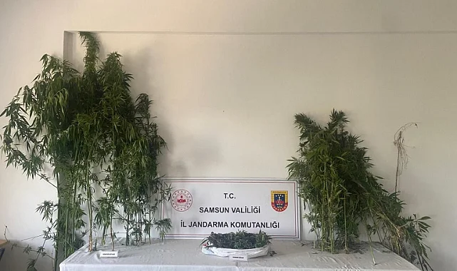 Jandarmadan Tekkeköy’de Baskın: Evlerden Esrar ve Kenevir Çıktı