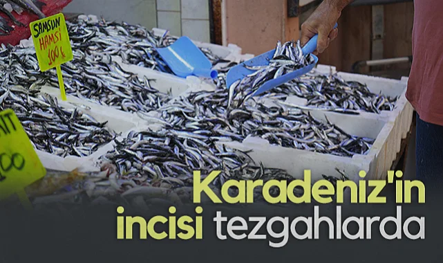 Karadeniz'de Hamsi Bolluğu: Tezgahlarda Kilosu 100 TL'ye Düştü